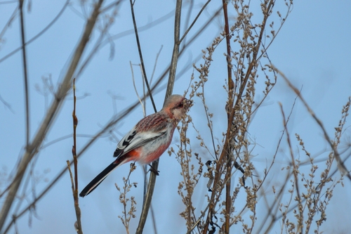 Long-tailed Rosefinch (Carpodacus sibiricus), photo 4
