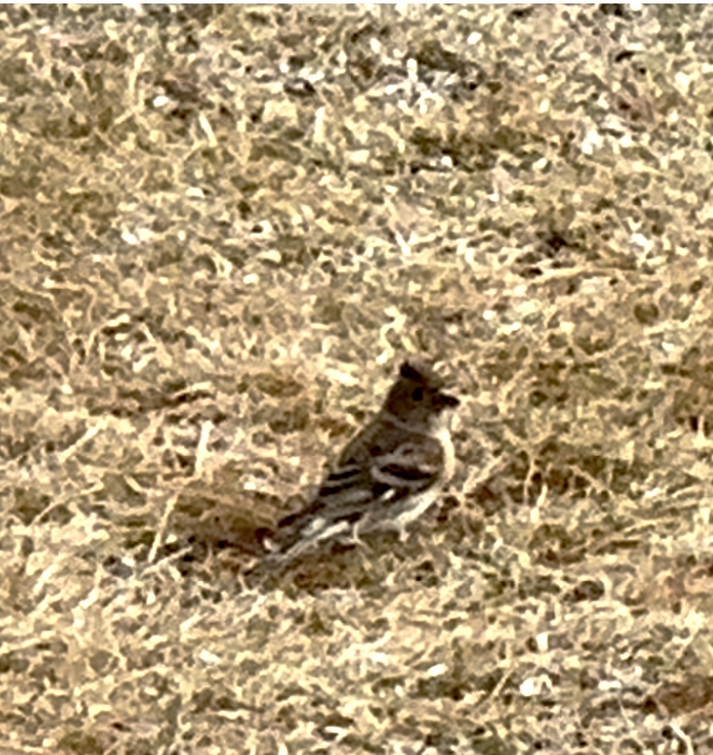Brambling (Fringilla montifringilla), photo 6