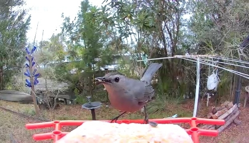 Grey Catbird (Dumetella carolinensis), photo 4
