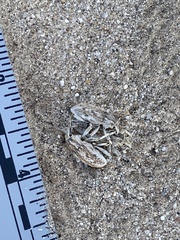 Apleurus albovestitus