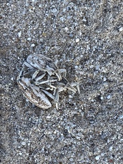 Apleurus albovestitus