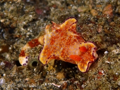 Ceratosoma