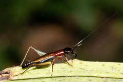 Cranistus colliurides