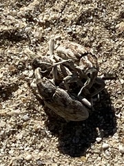 Apleurus albovestitus