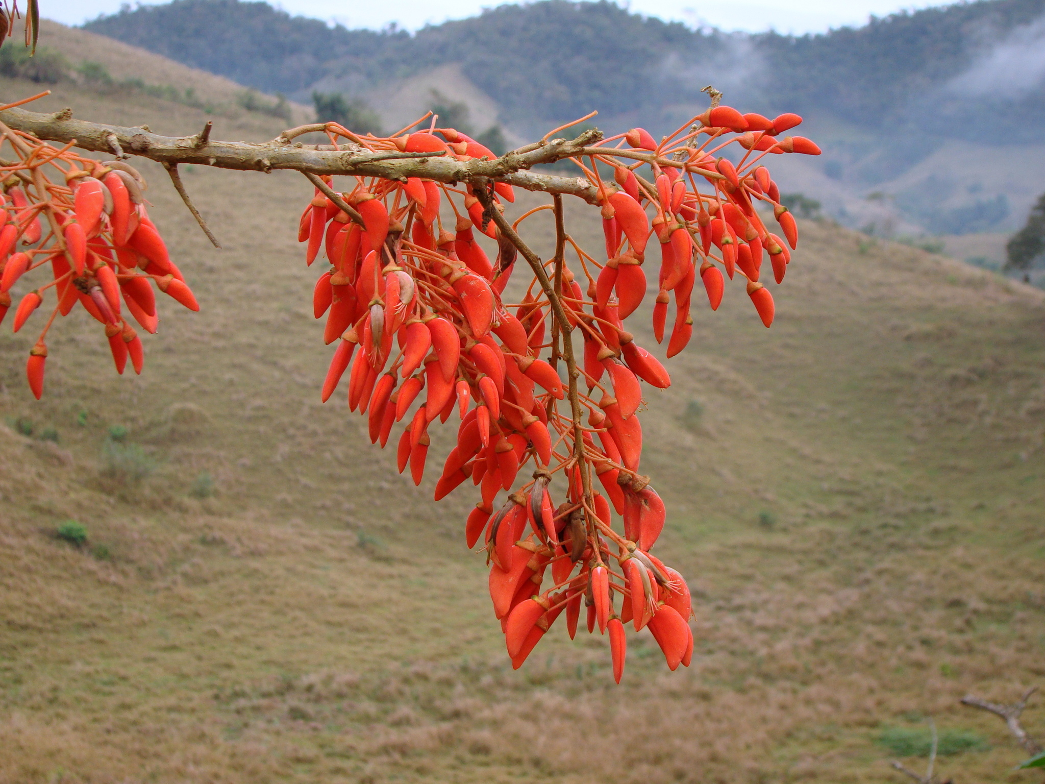Erythrina falcata