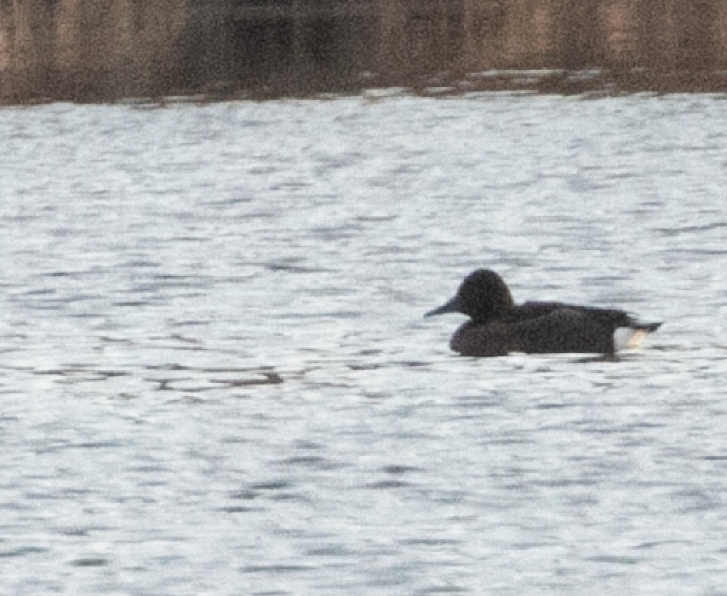 Ferruginous Duck (Aythya nyroca), photo 2