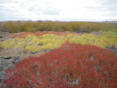 Sesuvium edmonstonei