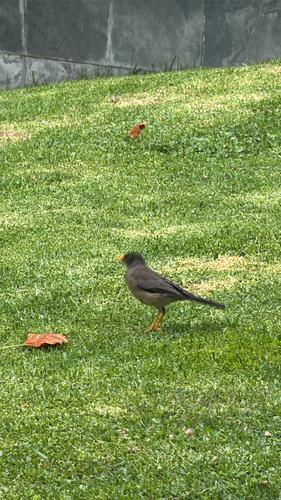 Austral Thrush (Turdus falcklandii)