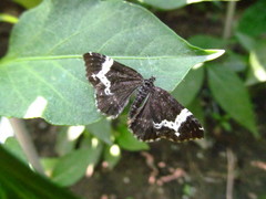 Rheumaptera hastata