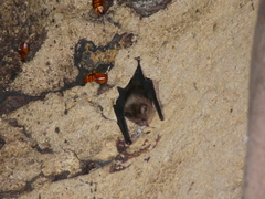 Hipposideros cervinus