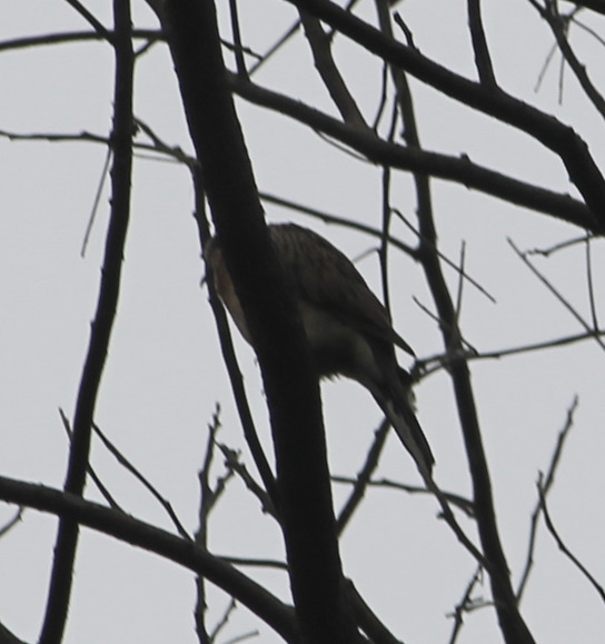 Eastern Spotted Dove (Spilopelia chinensis)