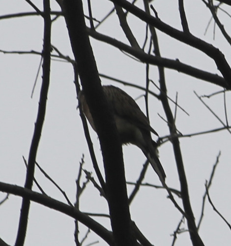 Spilopelia chinensis