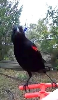 Red-winged Blackbird (Agelaius phoeniceus), photo 5