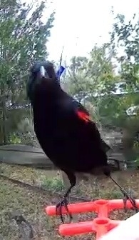 Red-winged Blackbird (Agelaius phoeniceus), photo 5