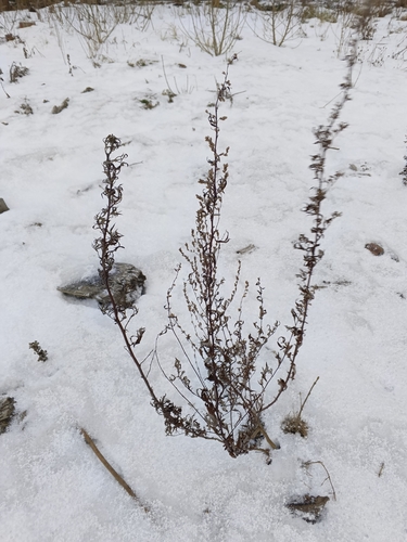 Artemisia vulgaris