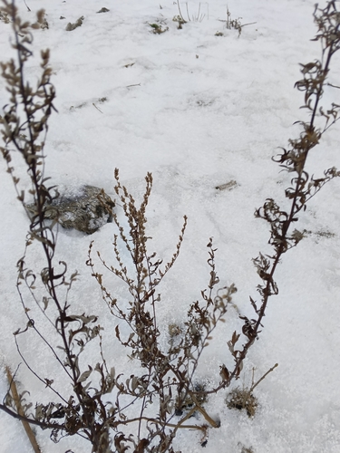 Artemisia vulgaris