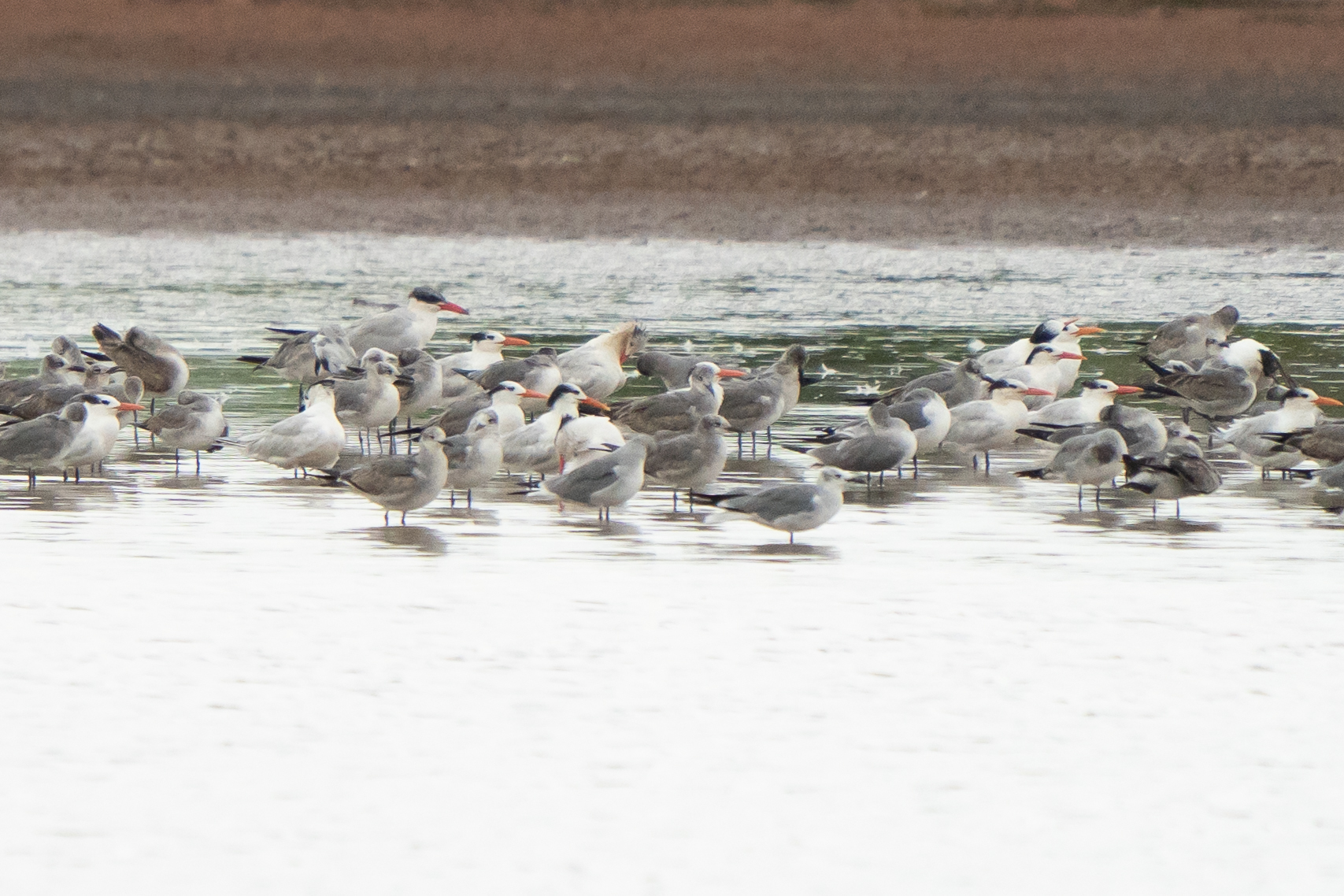 Caspian Tern (Hydroprogne caspia), photo 2