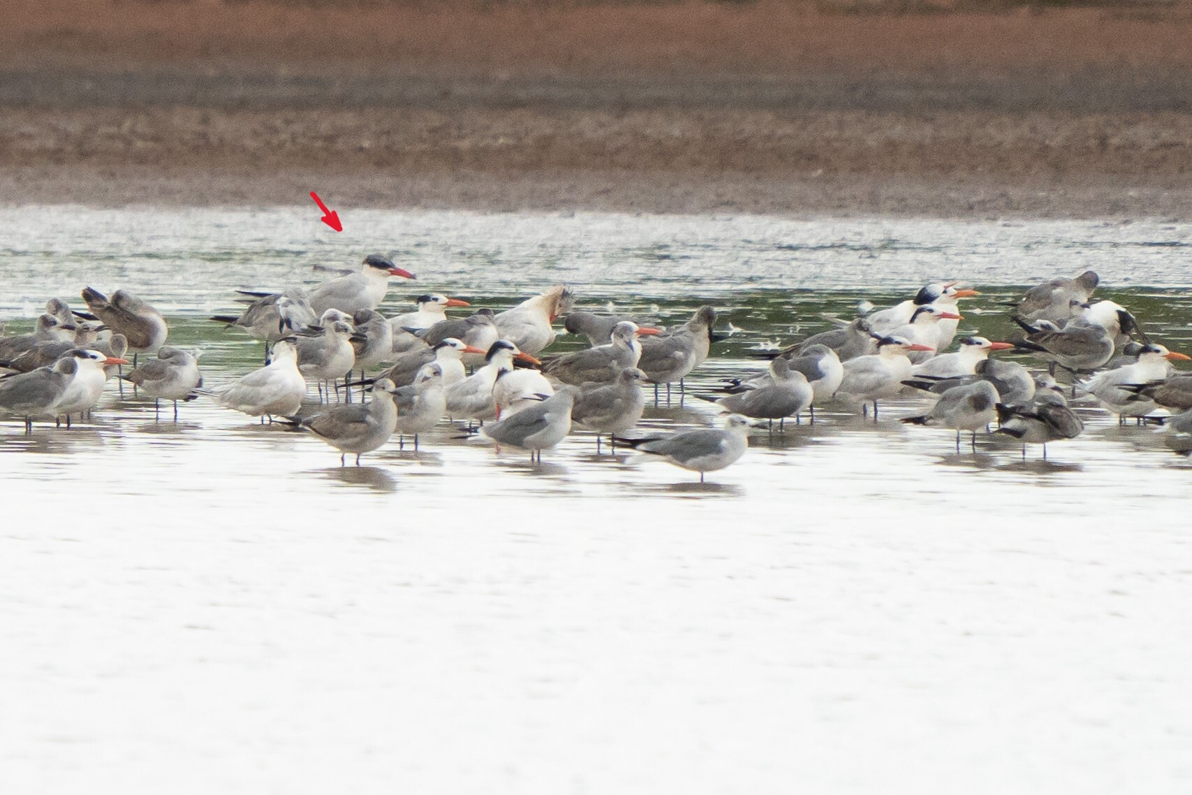 Caspian Tern (Hydroprogne caspia), photo 3
