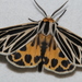 Little Virgin Tiger Moth - Photo (c) Logan Crees, some rights reserved (CC BY-NC), uploaded by Logan Crees