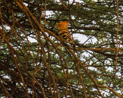 Common Hoopoe