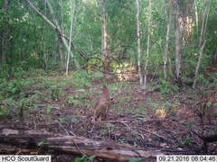 Sylvilagus cunicularius insolitus