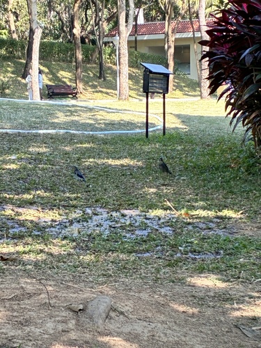Red-billed Starling (Spodiopsar sericeus), photo 3