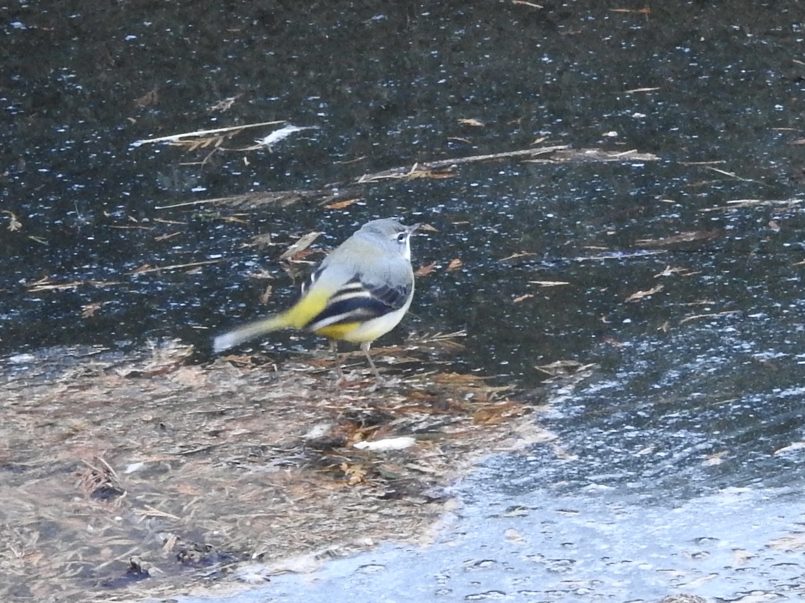 Grey Wagtail (Motacilla cinerea), photo 3