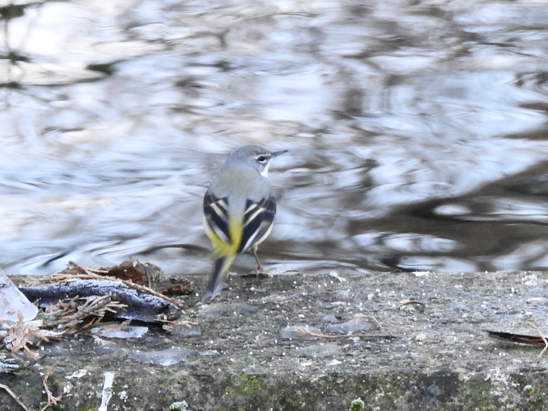Grey Wagtail (Motacilla cinerea), photo 4