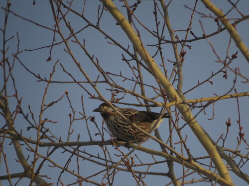 Northern Nutcracker (Nucifraga caryocatactes), photo 4