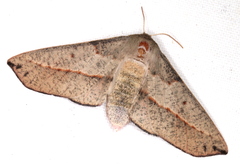 Antictenia punctunculus