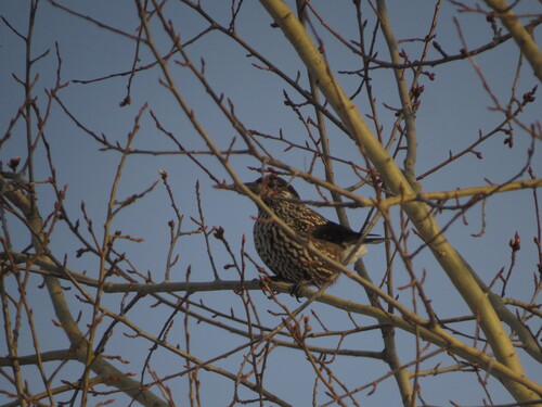 Northern Nutcracker (Nucifraga caryocatactes), photo 3
