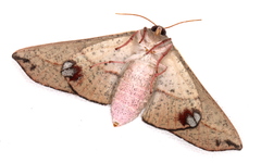 Antictenia punctunculus