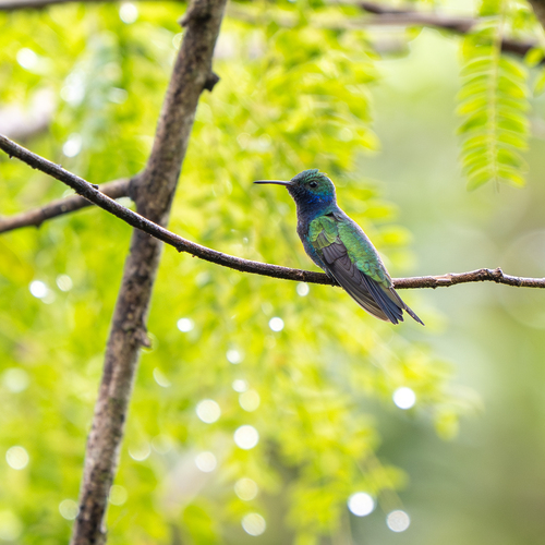 Sapphire-throated Hummingbird (Chrysuronia coeruleogularis)