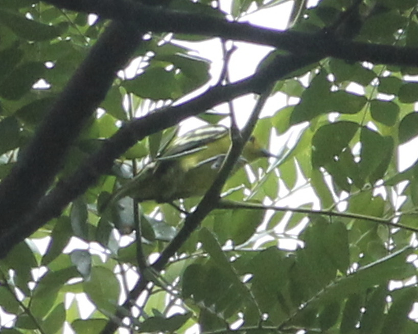 Common Iora (Aegithina tiphia)