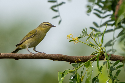 Tennessee Warbler (Leiothlypis peregrina)