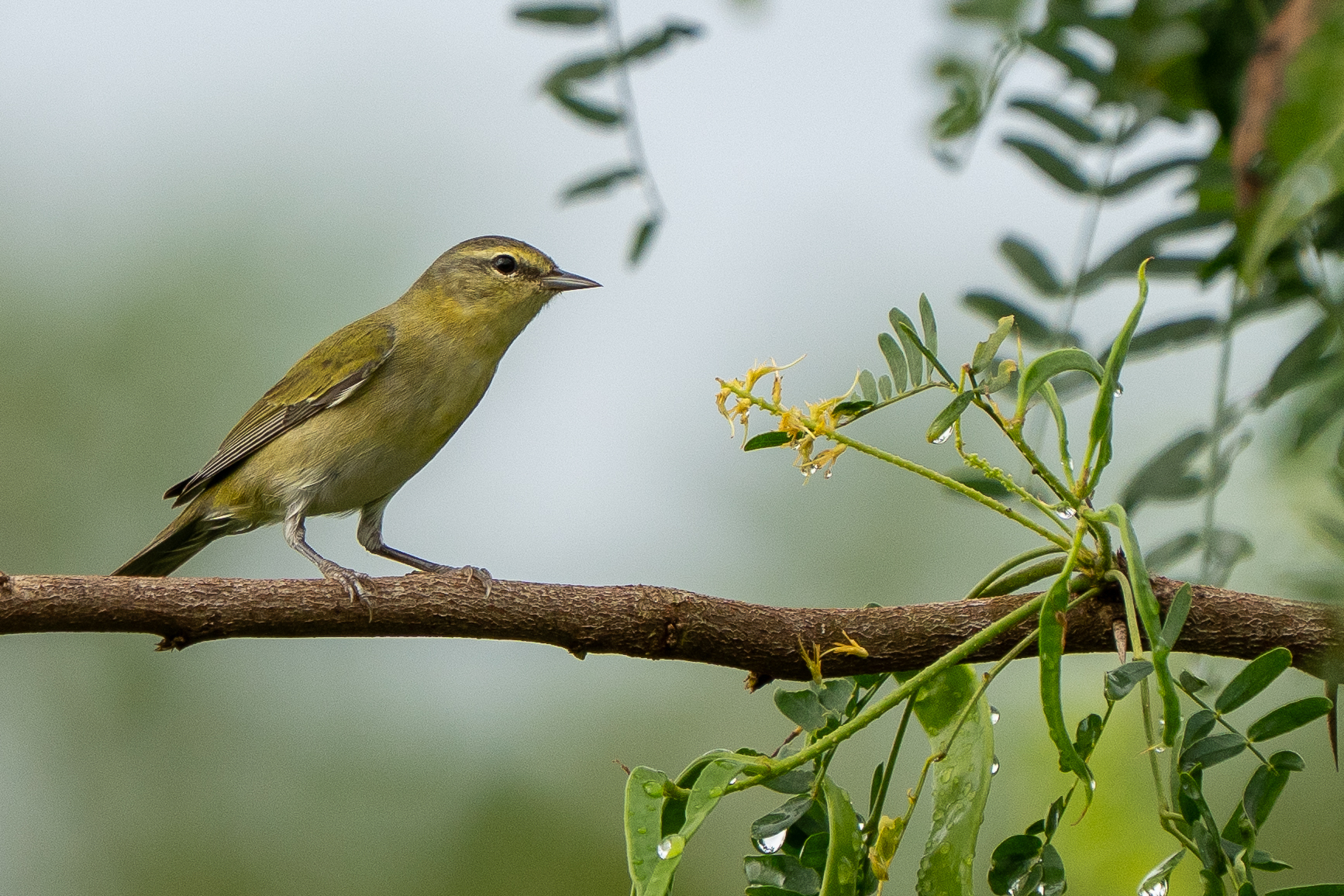 Tennessee Warbler (Leiothlypis peregrina), photo 1