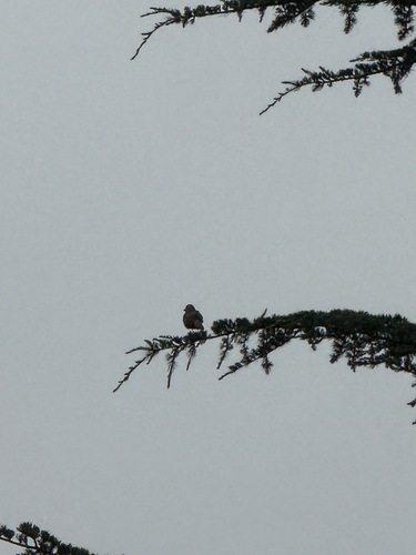 Chilean Mockingbird (Mimus thenca)