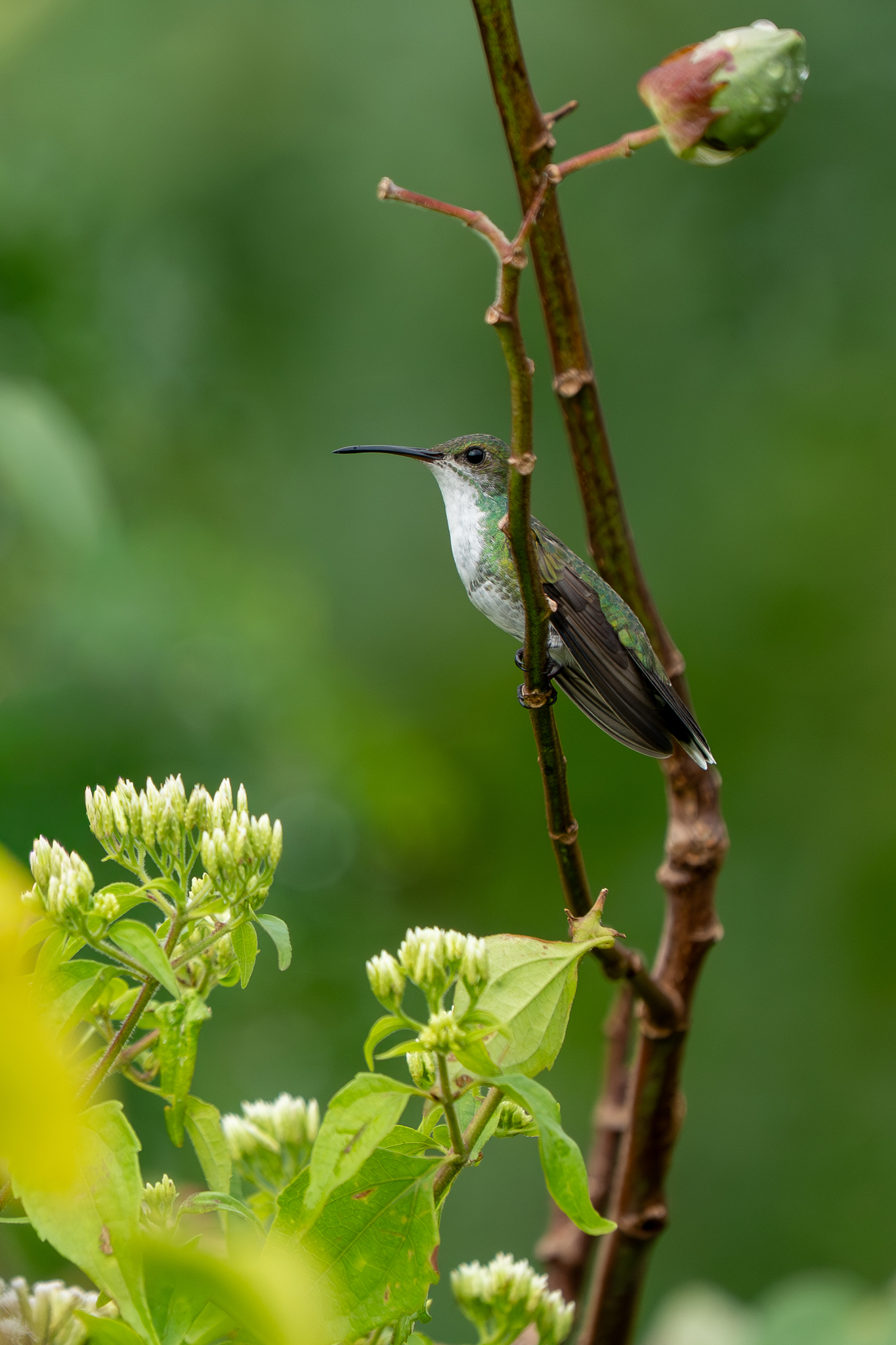 Sapphire-throated Hummingbird (Chrysuronia coeruleogularis), photo 2