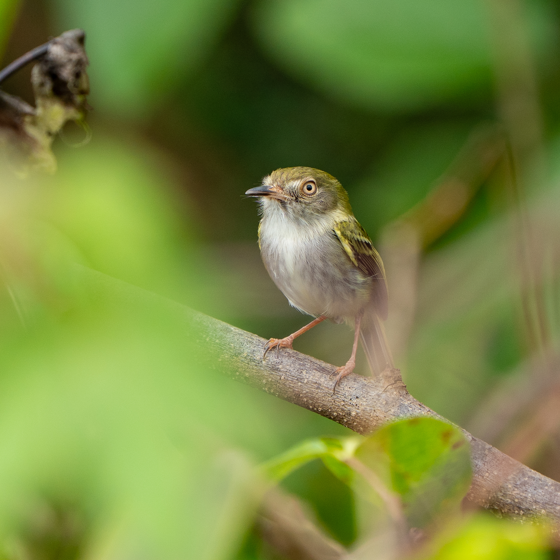 Pale-eyed Pygmy Tyrant (Atalotriccus pilaris), photo 1