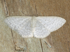 Idaea eretmopus