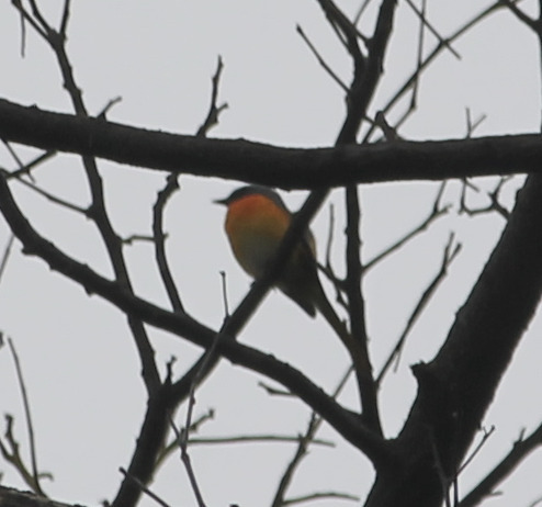 Small Minivet (Pericrocotus cinnamomeus)