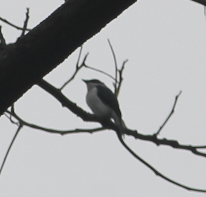 Black-winged Flycatcher-shrike (Hemipus hirundinaceus)
