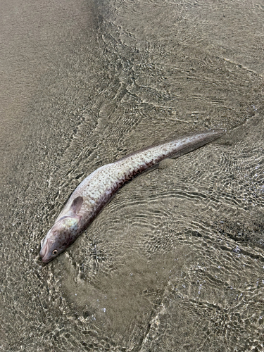 Ling (Genypterus tigerinus) — Ophidiidae