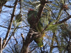 Amazona leucocephala