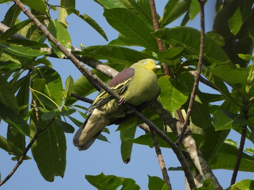 Sri Lanka Green Pigeon (Treron pompadora)