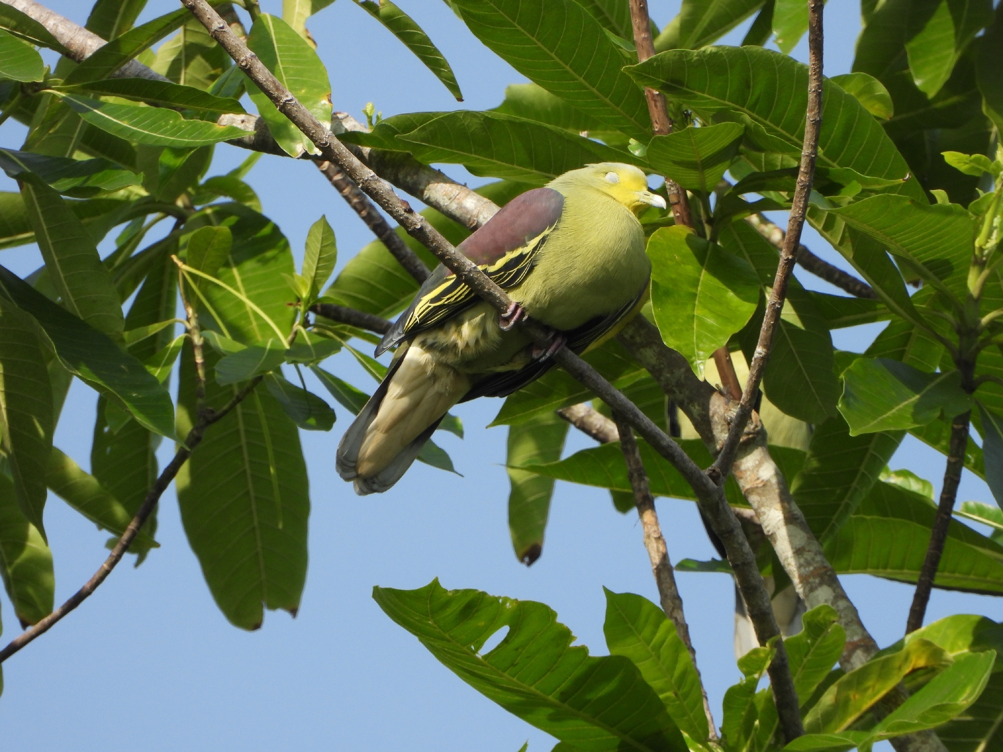 Sri Lanka Green Pigeon (Treron pompadora), photo 2