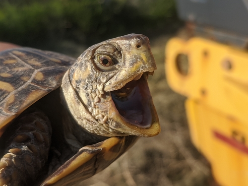 Ornate Box Turtle, Terrapene ornata