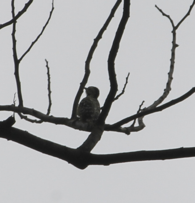 Freckle-breasted Woodpecker (Dendrocopos analis)