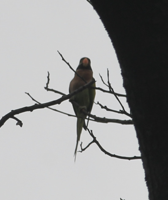 Moustached Parakeet (Psittacula alexandri)