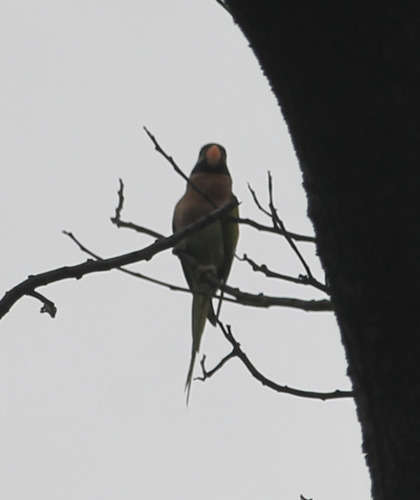 Psittacula alexandri